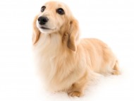 tn11ボノcs_K9A1763