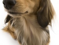 ユジン カニンヘンダックス 2.8kg 女の子 シェーデットクリーム