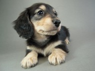 カニヘン仔犬　ブラクリ女の子　東京都・Ｓ様