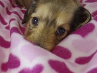 ミニチュワダックス　子犬　Ｓクリーム女の子