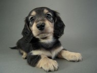 カニヘン仔犬　ブラクリ女の子　東京都・Ｓ様