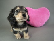 カニヘン仔犬　ブラクリ女の子　東京都・Ｓ様