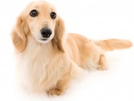 tn11ボノcs_K9A1764