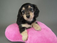 カニヘン仔犬　ブラクリ女の子　東京都・Ｓ様