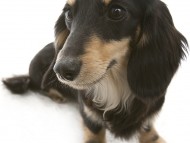 ななこ カニンヘンダックス 女の子 ブラック＆クリーム