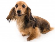 tn02みたらし__K9A3143 tn02みたらし__K9A3143