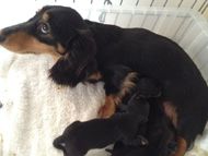 月子 カニンヘンダックス 女の子 ブラック&タン 月子 カニンヘンダックス 女の子 ブラック&タン