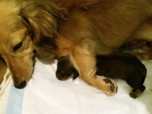 カニンヘン ダックスフンドのベルサスが出産しました シェーデットクリーム女の子 カニンヘン ダックスフンドのベルサスが出産しました シェーデットクリーム女の子