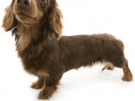 オアシス カニンヘンダックス 女の子 チョコ&タン オアシス カニンヘンダックス 女の子 チョコ&タン