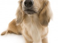 マンドレ　シェーデットクリーム カニンヘンダックス