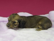 _IGP2896 (flame_kaz@gek.co.jp)