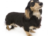 カニンヘンのトリスが4/22出産しました ブラッククリーム女の子1 シェーデットクリーム女の子1 カニンヘンのトリスが4/22出産しました ブラッククリーム女の子1 シェーデットクリーム女の子1