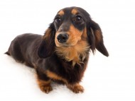 Miniature_Dachshundビタースイート_K9A5653