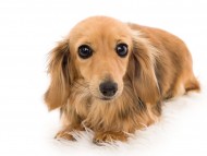 Kaninchen_Dachshund10パフェ_K9A5746