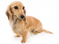 tn03こなゆき_J9A1070