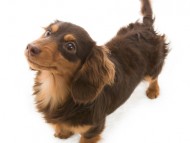 コラム (3) チョコ＆タン（カニンヘンダックス）女の子