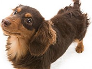 コラム チョコ＆タン