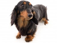 tn07シャイン_K9A1627