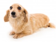 tn_K9A7689スワン tn_K9A7689スワン