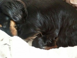 カニンヘンダックスのレイ.sが出産しました カニンヘンダックスのレイ.sが出産しました