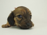 8シャーロットＳレット女の子4