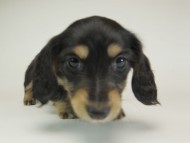 2月子ブラクリ男2-4 2月子ブラクリ男2-4