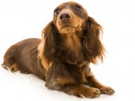 ナンシー (3) ナンシー (3)