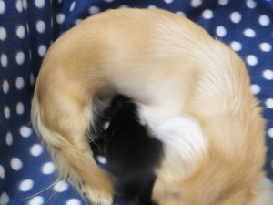 カニンヘンの小夏.ibが11/6出産しました カニンヘンの小夏.ibが11/6出産しました