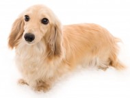 Kaninchen_Dachshund06うさぎ_K9A8171 Kaninchen_Dachshund06うさぎ_K9A8171