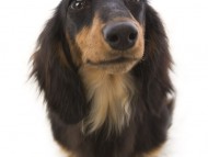 ルヒィ カニンヘン ダックスフンド 女の子 ブラック＆タン