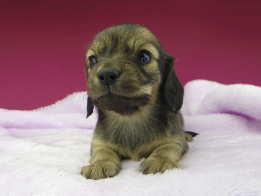 カニンヘンダックスフンド まめ & 竹千代の子犬 イエロー(クリーム) 男の子_IGP2919 (flame_kaz@gek.co.jp) カニンヘンダックスフンド まめ & 竹千代の子犬 イエロー(クリーム) 男の子