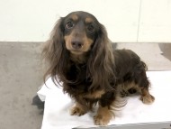 ジャック 2 ジャック 2