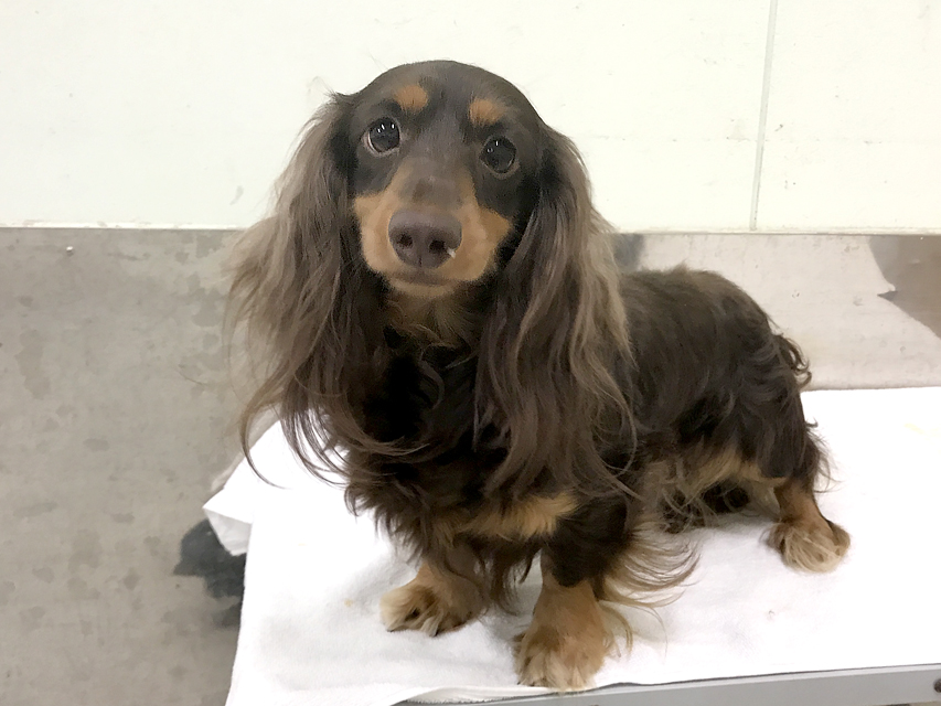 ジャック.mh カニンヘンダックスフンド 3.0kg ロングヘアード チョコタン ジャック.mh カニンヘンダックスフンド 3.0kg ロングヘアード チョコタン