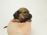 8シャーロットＳレット女の子7