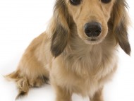 エイドリアン ミニチュワダックス 女の子 シェーデットクリーム エイドリアン ミニチュワダックス 女の子 シェーデットクリーム