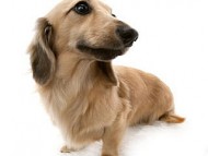 メロン シェーデットクリーム