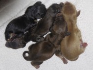 シェリー シェリー