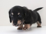 さぶれ6 さぶれ6