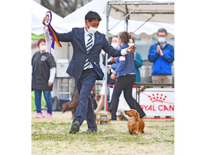 ミニチュアダックスフンド まもる ドッグショー