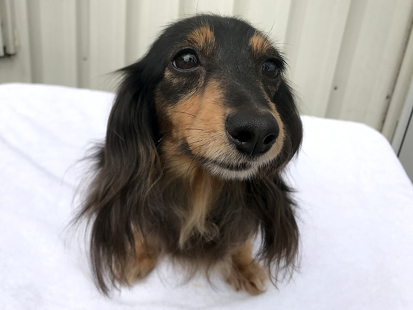 キキ.mh カニンヘン ダックスフンド 2.8kg ロングヘアード ブラックタン キキ.mh カニンヘン ダックスフンド 2.8kg ロングヘアード ブラックタン