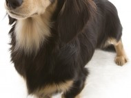 富士 JKCチャンピオン直子 カニンヘンダックス 雄　ブラック＆クリーム