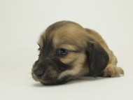 9シャーロットＳクリーム女の子8