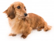 Kaninchen_Dachshund05ネオ_K9A8160