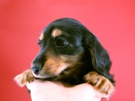 カニヘン 子犬 ブラタン男の子 カニヘン 子犬 ブラタン男の子