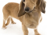 ベルサス(通称・ベル) カニンヘンダックス シェーデットクリーム 2.5kg ベルサス(通称・ベル) カニンヘンダックス シェーデットクリーム 2.5kg