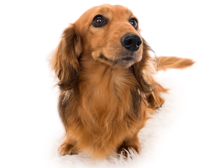 ミニチュアダックスフンド パンチ