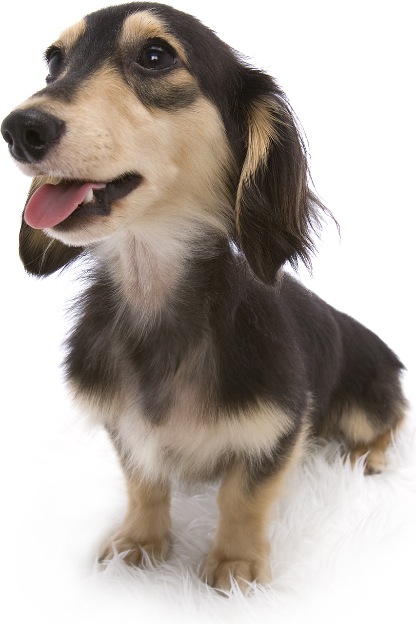 武蔵 JKCチャンピオン 極小カニンヘン 雄 ブラック&クリーム 武蔵 JKCチャンピオン 極小カニンヘン 雄 ブラック&クリーム