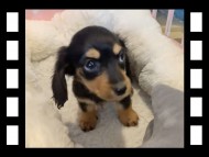 セーラ&スパーキの子犬 ブラタン 女の子