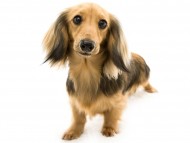 キャンディcs3 キャンディcs3