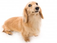 Kaninchen_Dachshund01フルール_K9A8034